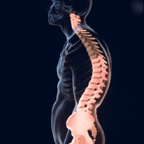 ® SpineAlign Pro – Corrector de postura premium